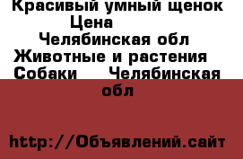 Красивый умный щенок › Цена ­ 5 000 - Челябинская обл. Животные и растения » Собаки   . Челябинская обл.